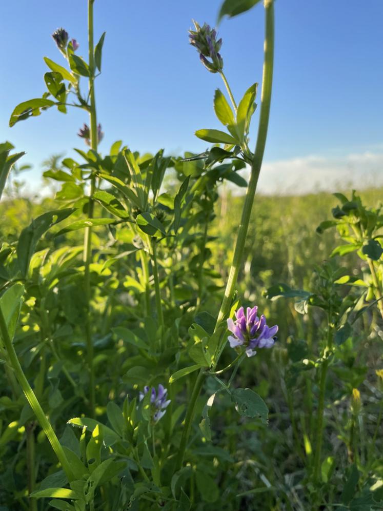 Les nombreux bénéfices de la luzerne ont de quoi séduire les céréaliers notamment.