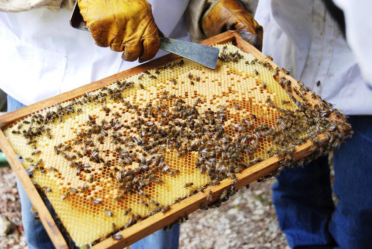Les Français achètent moins de miel, les apiculteurs n’arrivent plus à l'écouler.