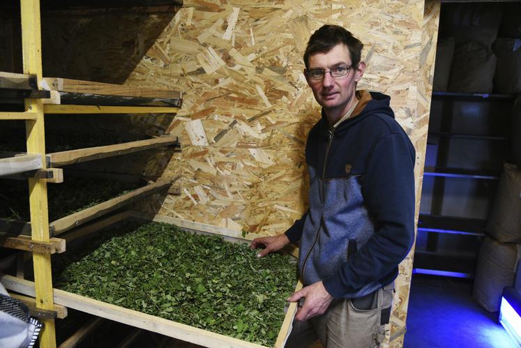 Une fois récoltées, les plantes aromatiques sont séchées, stockées et préparées. Antoine Rauline peut les travailler tout au long de l'année. 