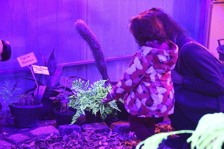 Dans les serres, un jeu de lumière est pensé pour offrir une expérience sensorielle inédite. 