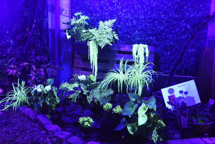 Les plantes luminescentes visibles au CFA de Bellegarde sont principalement de couleur verte. Quelques-unes sont blanches.