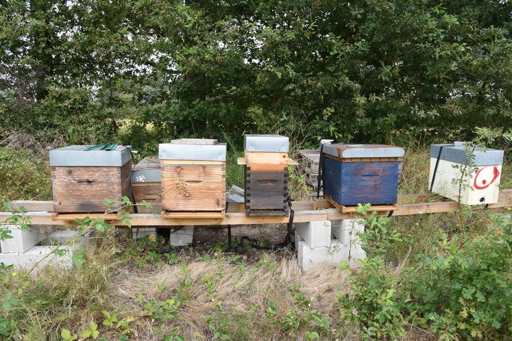 L’Adapic espère démarrer en 2024 une étude sur la faisabilité d'un réseau de balances connectées dédié aux ruches de la région Centre. 