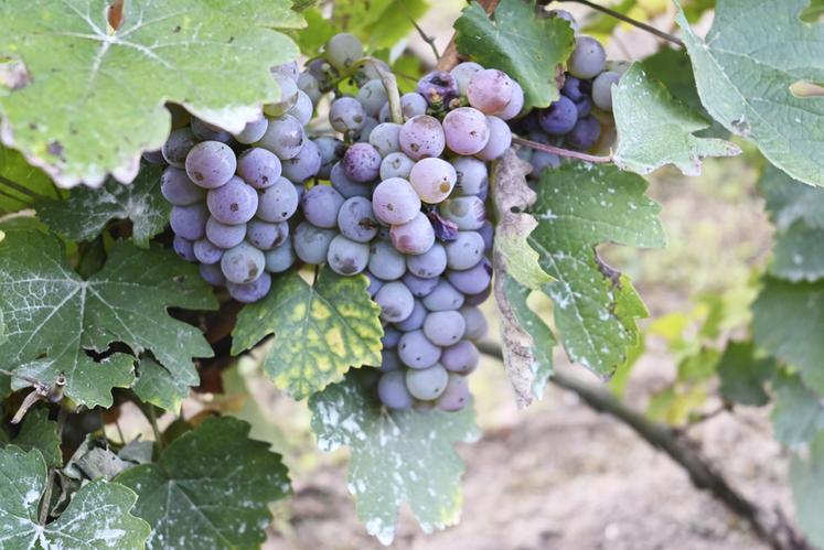 Depuis les vendanges 2022, la situation économique des exploitations viticoles est revenue à la normale, notamment grâce à des bonnes récoltes. 