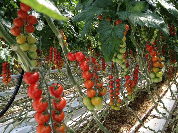 L'objectif est de regagner en souveraineté en fruits et légumes.