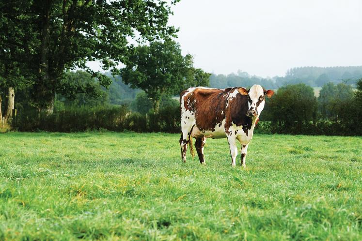 Oreillette dans son pré.