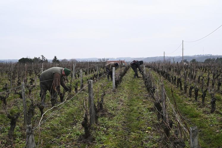 Au Domaine Biet, la taille des vignes a commencé fin novembre dernier et devrait se terminer aux alentours de début mars prochain. La technique utilisée sur la majorité du vignoble est la taille Guyot-Poussard.