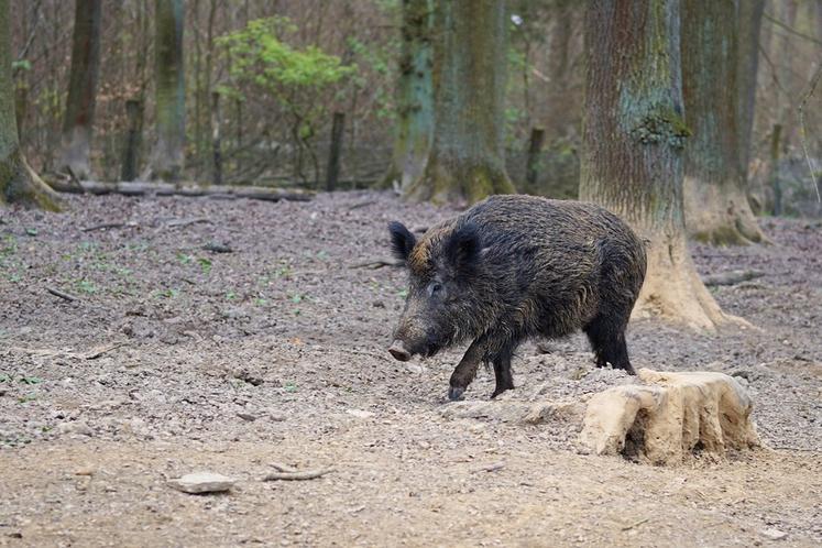 Le sanglier est le principal auteur de dégâts dans les parcelles. Le nouveau seuil d'indemnisation des dégâts de grand gibier est fixé à 150 euros depuis le 1er janvier 2024.