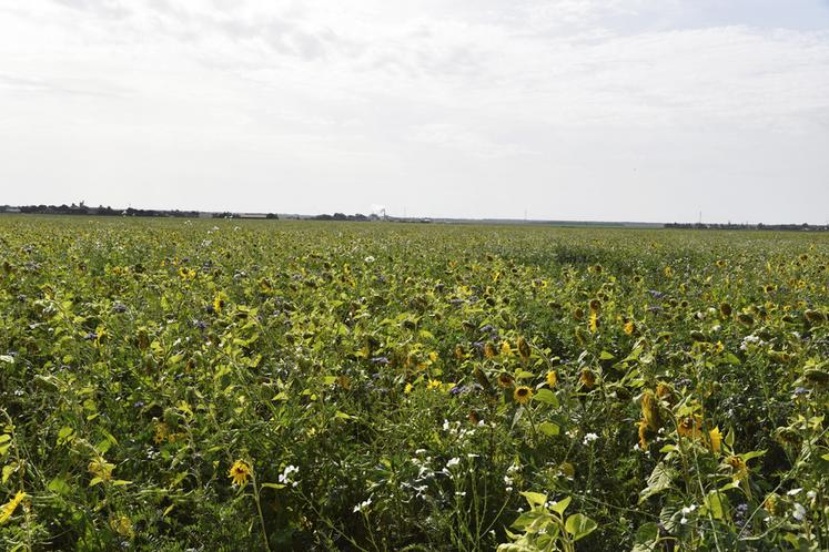 Plusieurs dates et lieux de formation sur la thématique du carbone sont proposés par la chambre d'Agriculture de région Île-de-France.