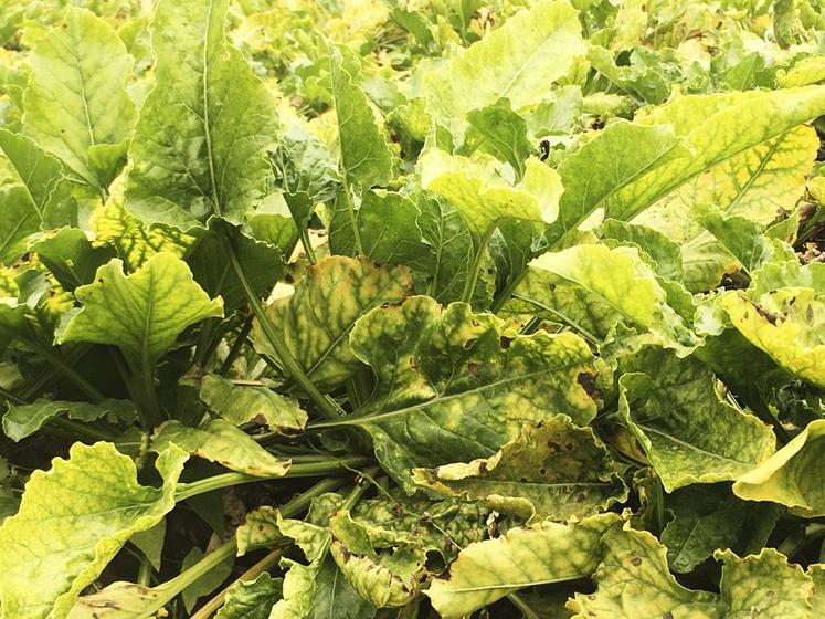 Certains planteurs de la région ont encore été sévèrement touchés par la jaunisse lors de la dernière campagne. 