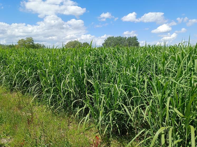 La culture de miscanthus a de nombreux avantages pour l’agriculteur : peu de charge de travail, une mise en place simple et une diversification économique stable et durable.