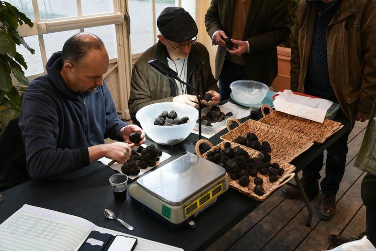 Un record de 27 kg de truffes ont été proposés à la vente, contre 14 l'année dernière.