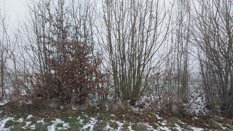 L’intérêt du bois plaquettes, c’est que l’on récupère 100 % de la production de la haie.