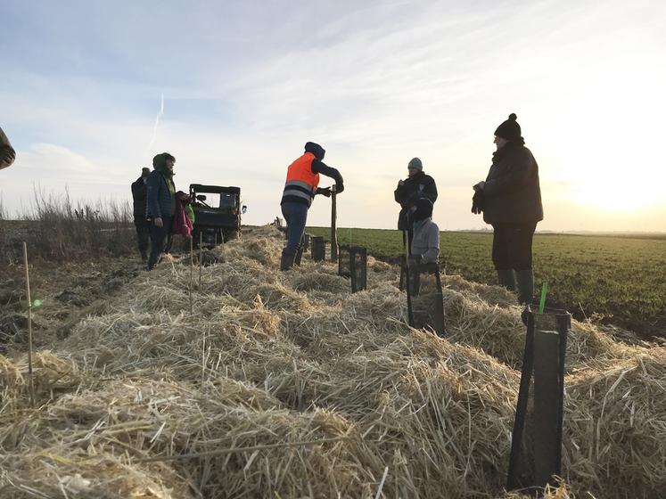 Mise en place des protections gibier sur la haie fraîchement plantée.