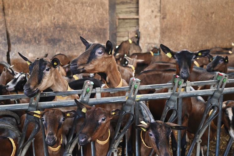 L'EARL du Petit-Perche est un élevage caprin de 1200 chèvres situé à Romilly-du-Perche, au nord du département de Loir-et-Cher. 