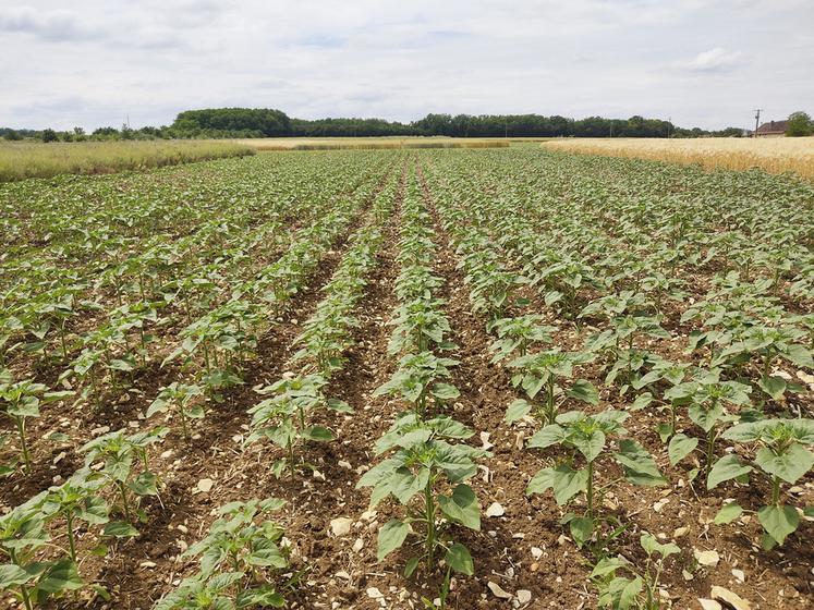 Terres Inovia a organisé un webinaire très suivi sur l'introduction de cultures de printemps pour diminuer l'usage des herbicides. 