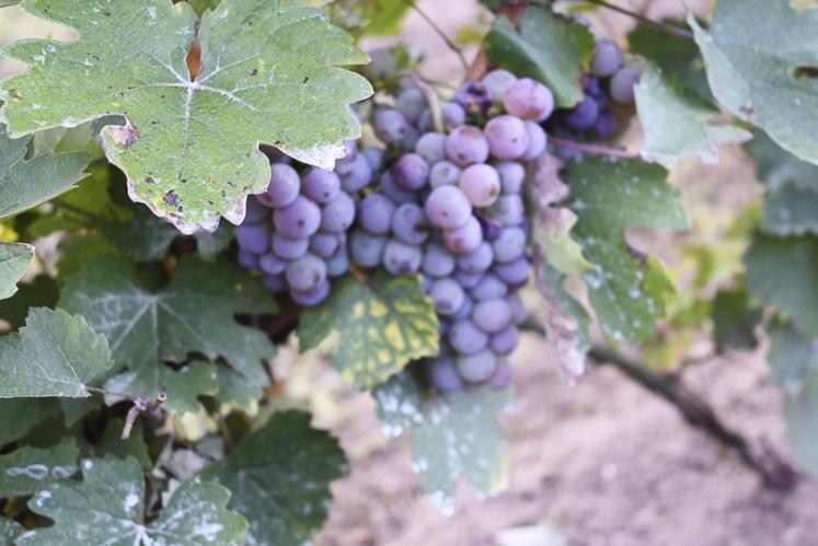 Les cépages de rouge de ce millésime 2023 vont offrir aux consommateurs des vins rouges souples, en adéquation avec l'attente du moment. 