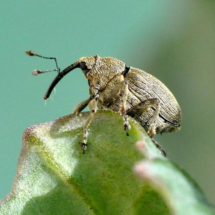 Le charançon de la tige du colza, en pondant dans la plante, l'affaiblit.