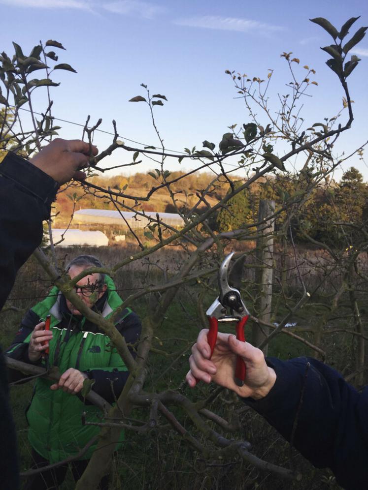 La taille des pommiers, un geste enseigné à l'Agrocampus de Saint-Germain-en-Laye.