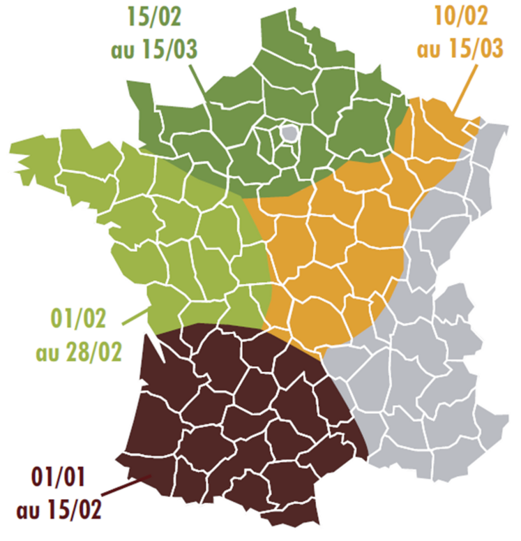 Dates de semis optimales de la féverole de printemps selon les régions.