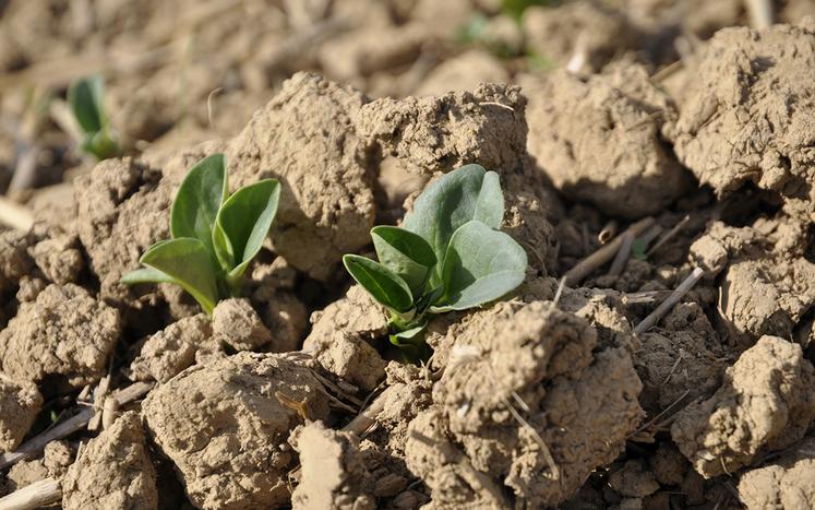 La féverole de printemps se sème à 6-7 cm de profondeur pour un semis précoce en février et/ou sur sol gelé. La profondeur passe à 5 cm pour un semis courant mars.