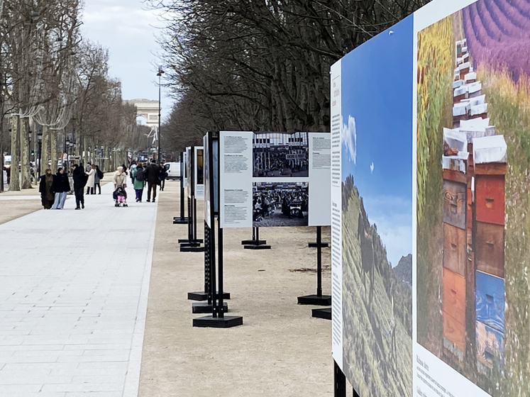 Avant d'être instzllée au Salon de l'agriculture porte de Versailles, une partie de l'exposition pouvait être scrutée sur les Champs-Élysées. 