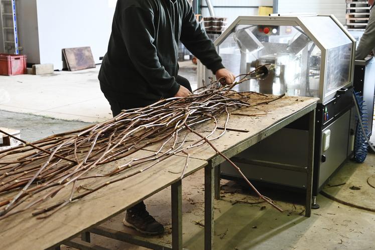 La pépinière a investi dans plusieurs machines qui permettent d'augmenter la production et d'améliorer encore davantage la qualité des plants. 