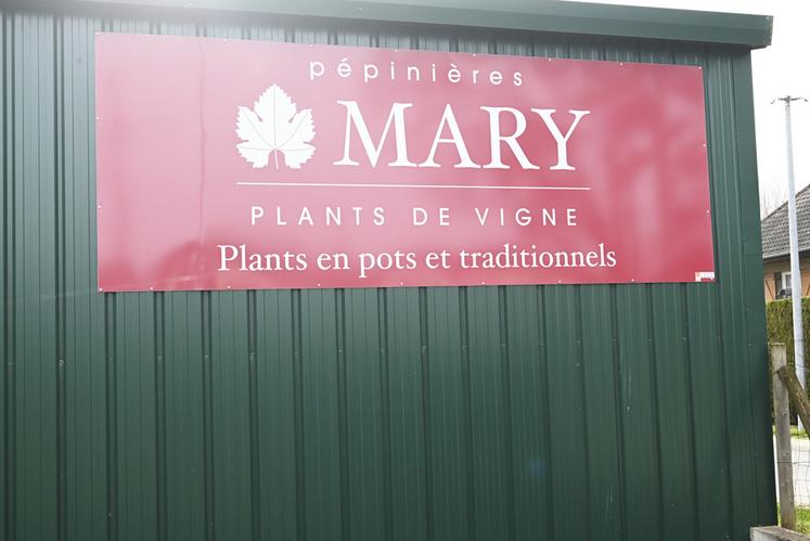 Les Pépinières Mary, situées à Thésée, produisent en moyenne 1 300 000 plants de vigne par an pour ses clients qui sont situés entre Sancerre et Vouvray. 