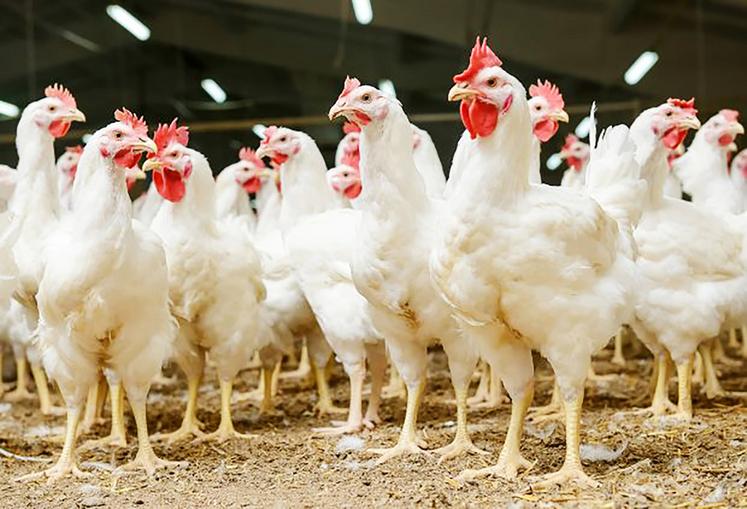 La filière française du poulet est en souffrance.