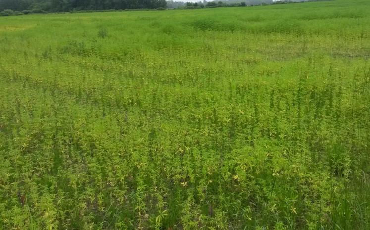 Ici, du chanvre en zone hydromorphe.