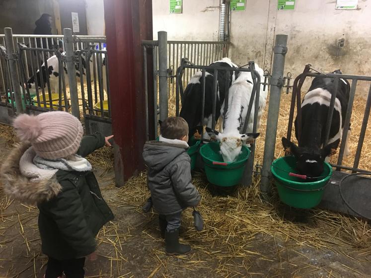 Enfants dans une ferme pédagogique, devant des veaux.