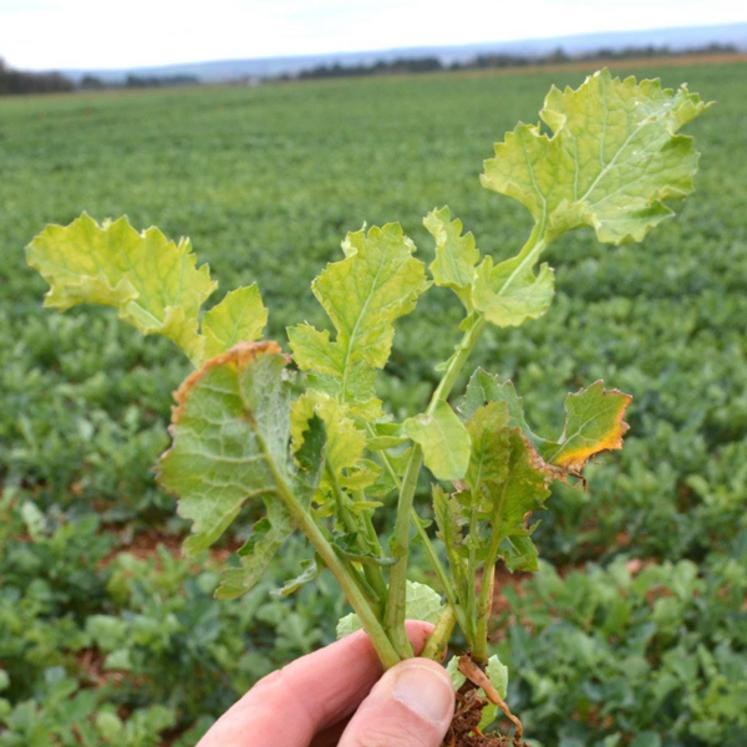 Une carence en soufre peut s'observer sur les feuilles de colza.