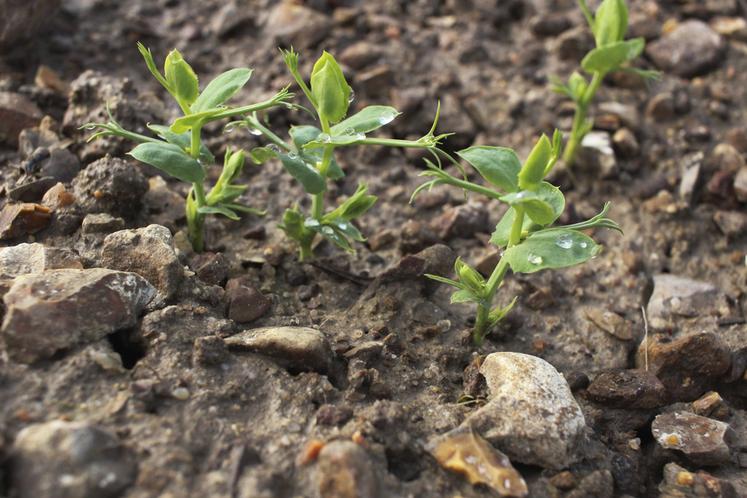 S'il y a eu des retards dans les semis, les pois et féveroles d'hiver se développent bien.