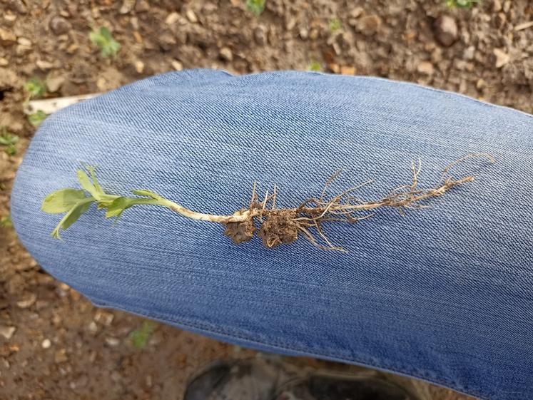 Les premières nodosités sont visibles.