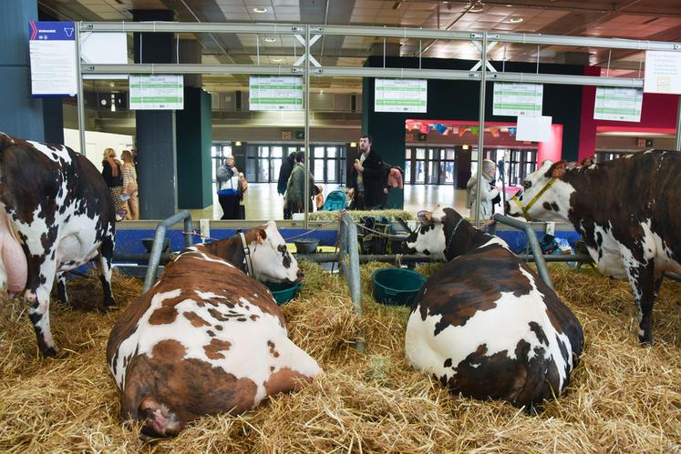 La race normande était à l'honneur cette année au Sia. Orléans, du Gaec Beaudoux (à g.), et PinkieBGT2, de l'EARL Guéret (à d.), en auront profité.