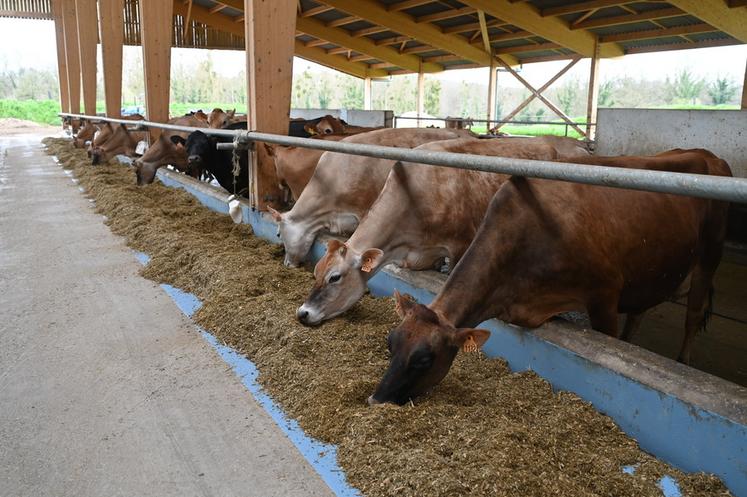 De nombreuses zones ne disposent pas de cornadis mais de simples barres au garrot, pour plus de confort et de bien-être animal.