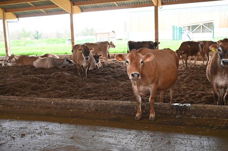 Avec ces nouvelles installations, les vaches sont plus propres qu'avec le précédent système de logettes paillées.