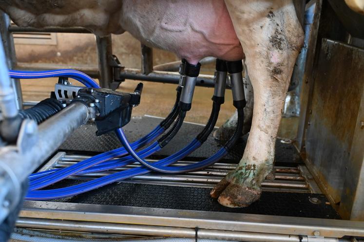 Pendant la traite, chaque vache bénéficie de sa ration personnalisée.