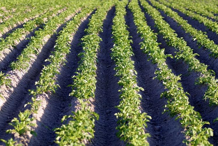 Des règles sont à respecter en matière de plants de ferme et de coupe de plants.