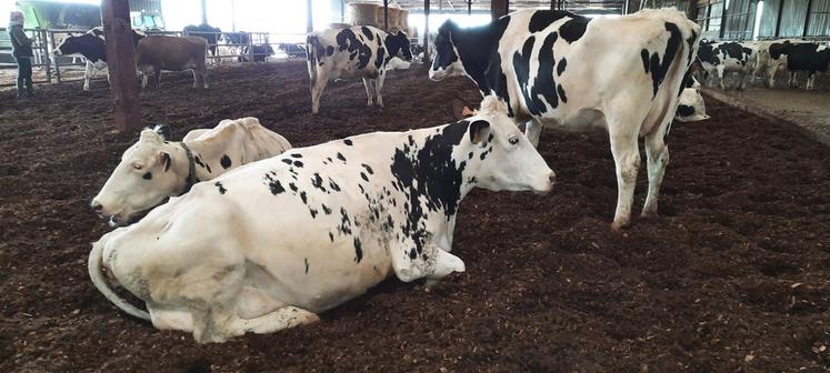 Grâce à la litière d’anas de lin, qui est malaxée deux fois par jour, les animaux sont moins stressés.