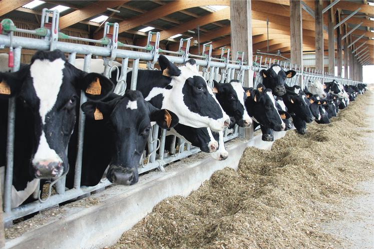 Une exposition au stress thermique d’un troupeau de 70 vaches laitières pendant 30 jours engendrerait une perte laitière de 1 à 1,50 euro par vache par jour, soit environ 3 000 euros par mois.