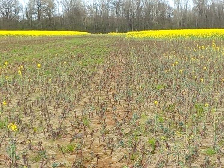 En Sologne, certaines parcelles de colza subissent des pertes importantes.