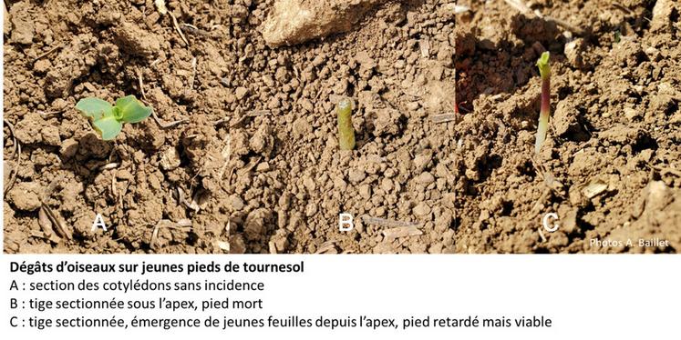 Synthèse des stratégies de lutte évaluées au champ par Terres Inovia.