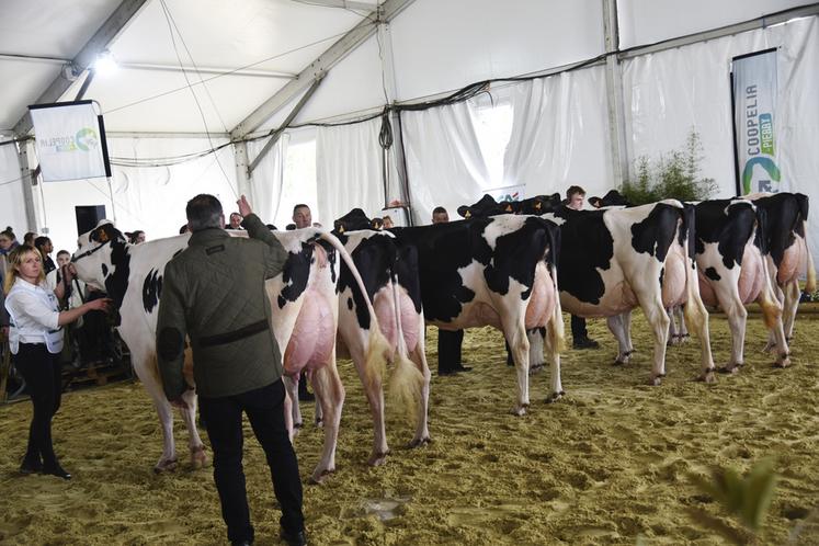 Après avoir défilé sur le ring, les animaux sont alignés sous le regard du jury et de son président.