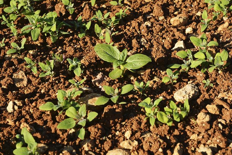 Parcelle de tournesol dont la levée est en concurrence avec du chénopode.