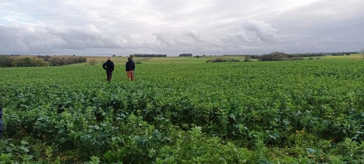 Mieux connaître les atouts des plantes compagnes est l'objectif d'une enquête lancée auprès des agriculteurs.