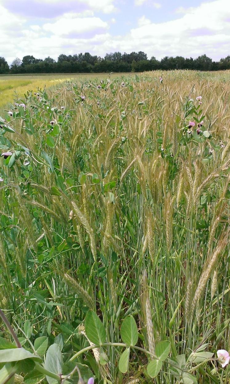 Association triticale et pois.