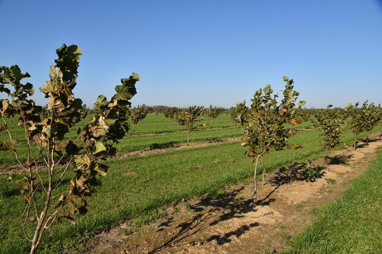 La culture de noisetiers est une piste de diversification solide, selon SeineYonne qui a pour objectif de mettre en place plusieurs centaines d’hectares de noisetiers sur son territoire.