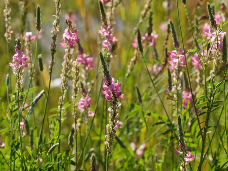 Le sainfoin, qui constitue un fourrage de qualité, est aussi un bon précédent pour toutes les céréales et est également intéressant avant un colza.