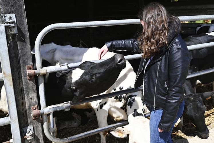 Dimanche 21 avril, à Muides-sur-Loire. Les prim'holstein de l'élevage du Croc du Merle étaient à l'honneur dans le cadre des portes ouvertes Bienvenue à la ferme.