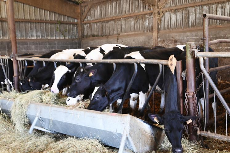 Les vaches sont restées imperturbables malgré une forte affluence le dimanche après-midi.